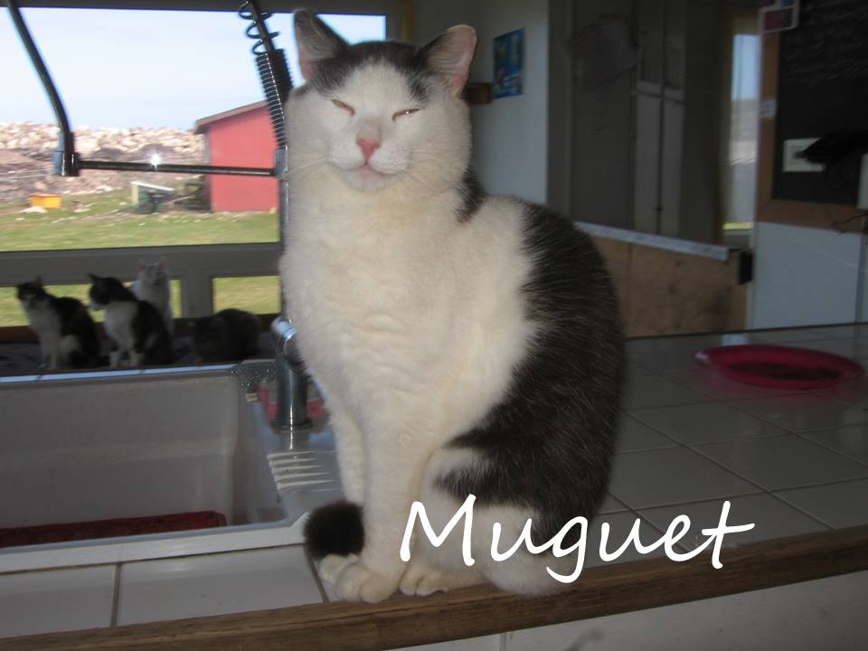 Muguet