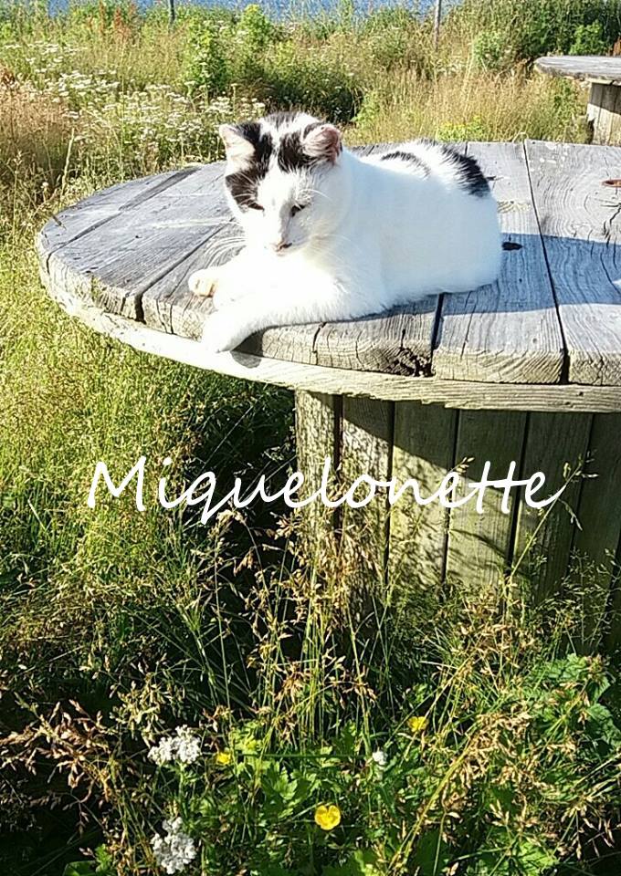 Miquelonette