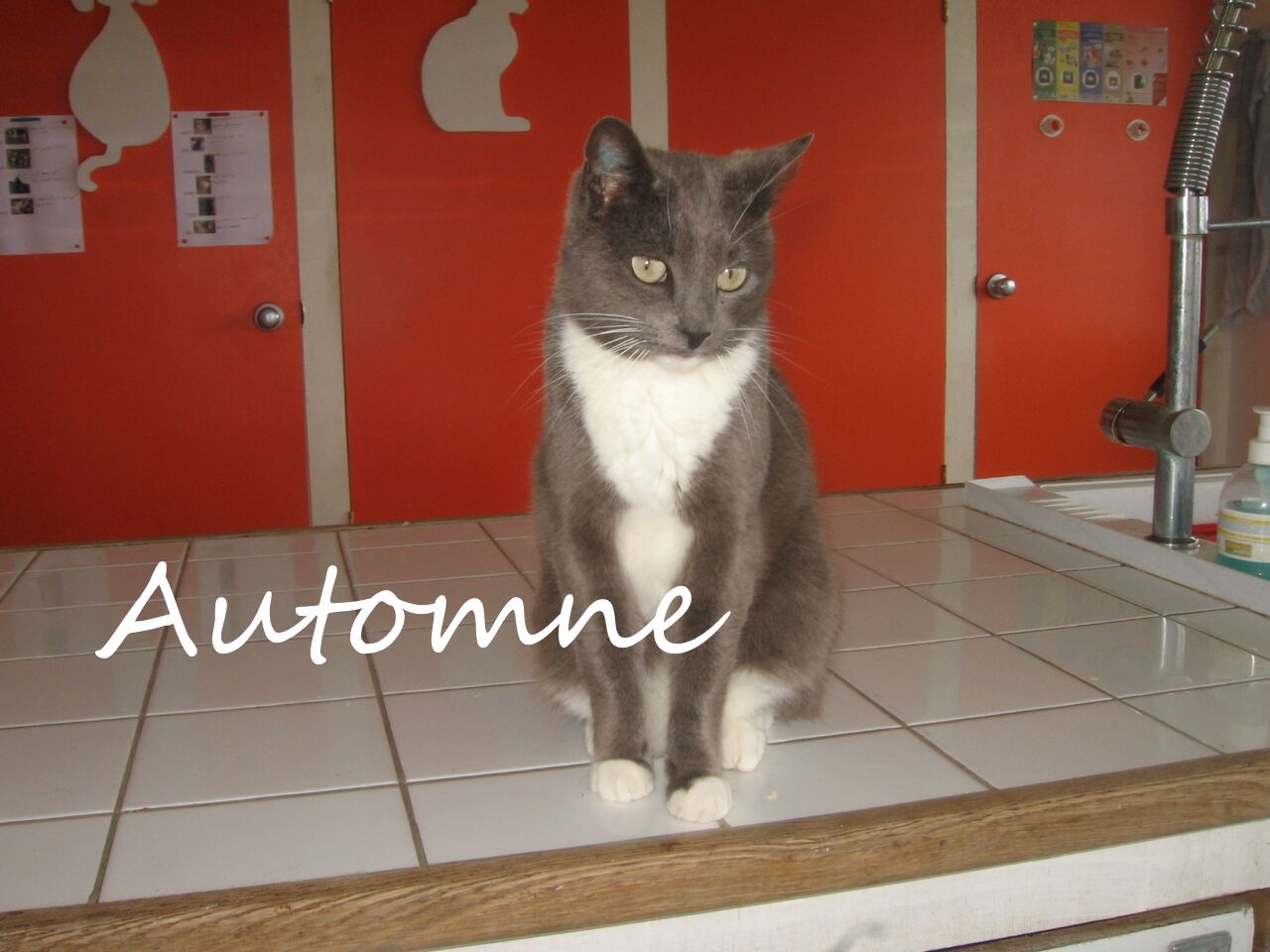 Automne