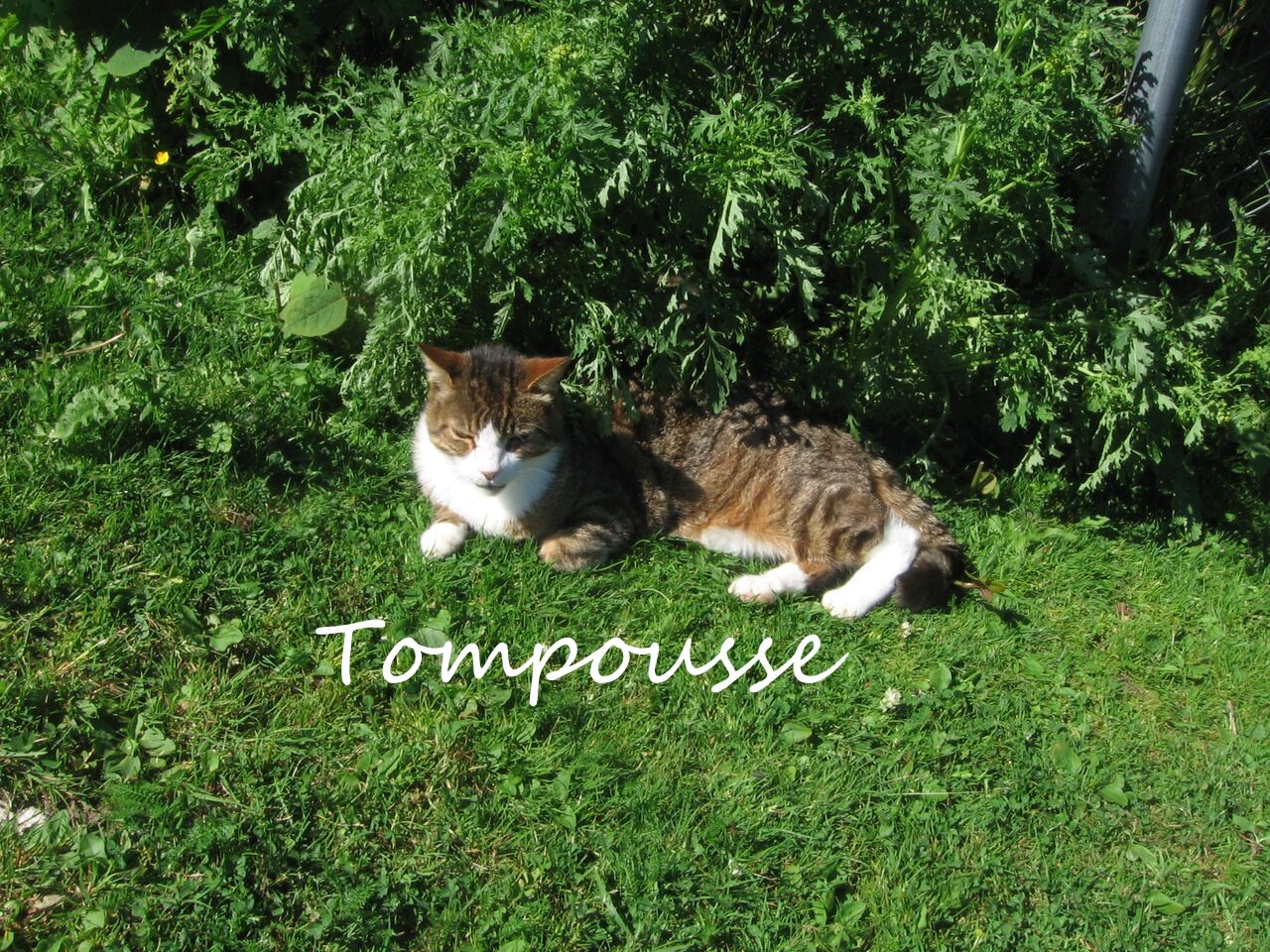 Tompouce