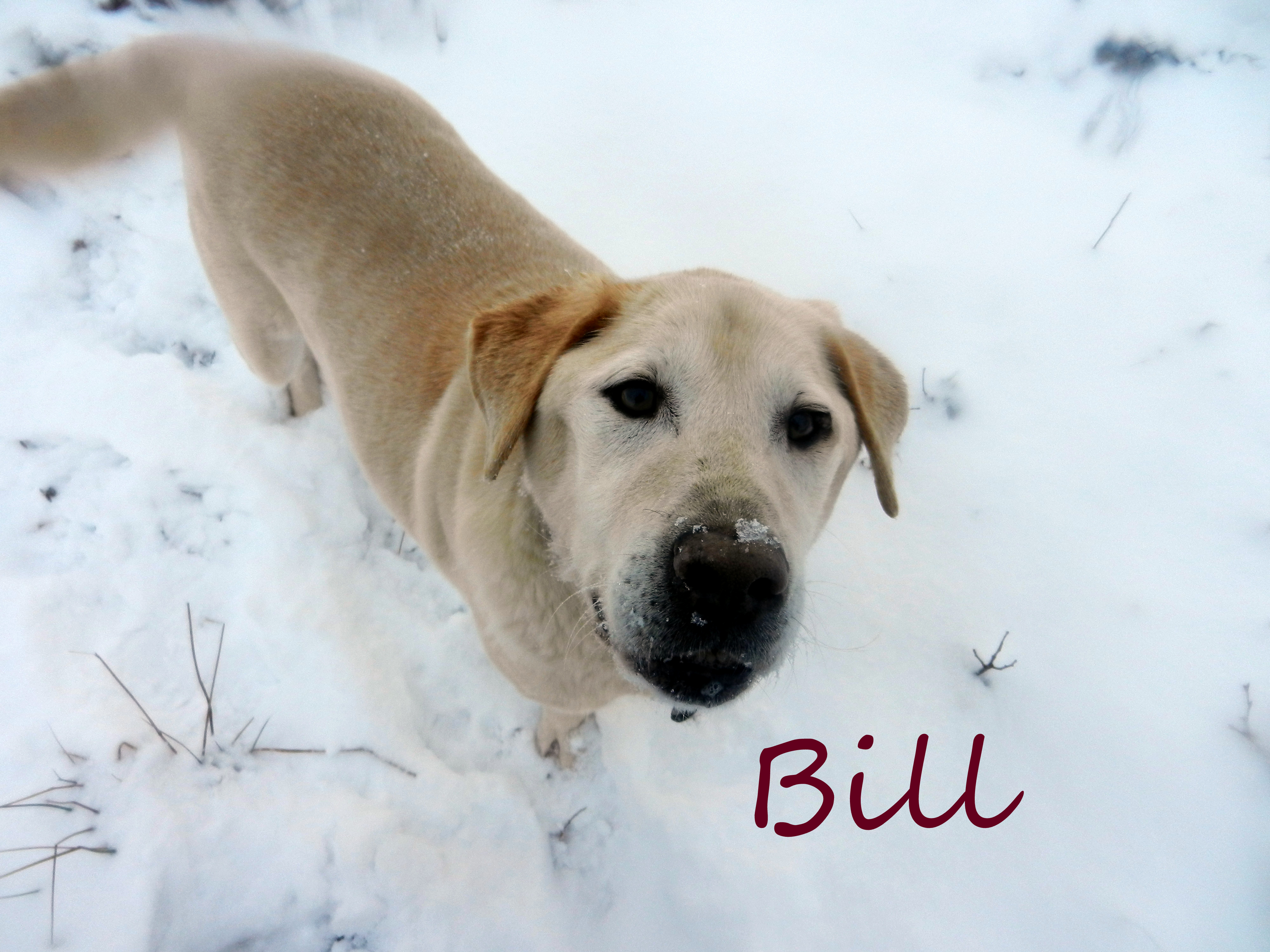 Bill