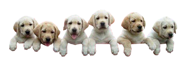 Puppies climbing transparent image