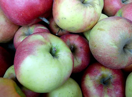 Les pommes de Rummen