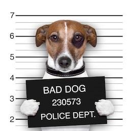Mugshot wanted dog holding banner 260nw 133918412