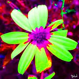 Babadart fleurs3 2 