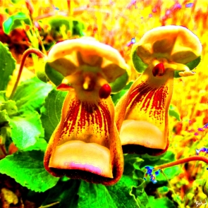 Babadart fleurs4