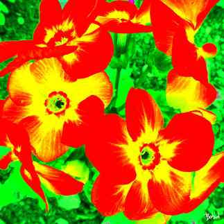 Babadart fleurs16