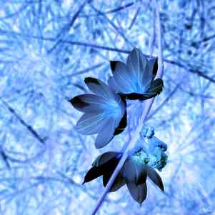 Babadart fleurs9