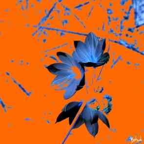 Babadart fleurs10