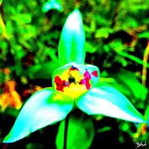 Babadart fleurs14