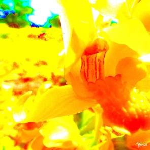 Babadart fleurs13