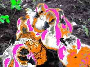 Babad art canard