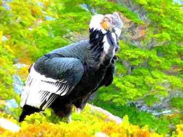 Babad art condor