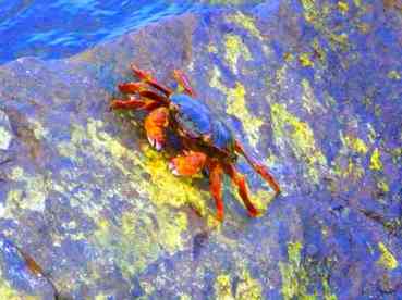 Babad art crabe