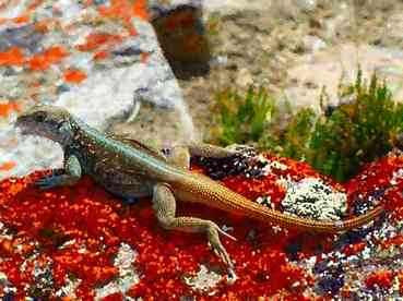 Babad art lezard