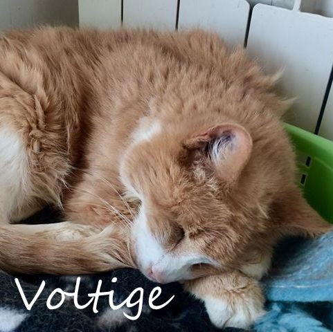 Voltige