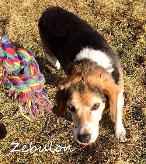 Zebulon