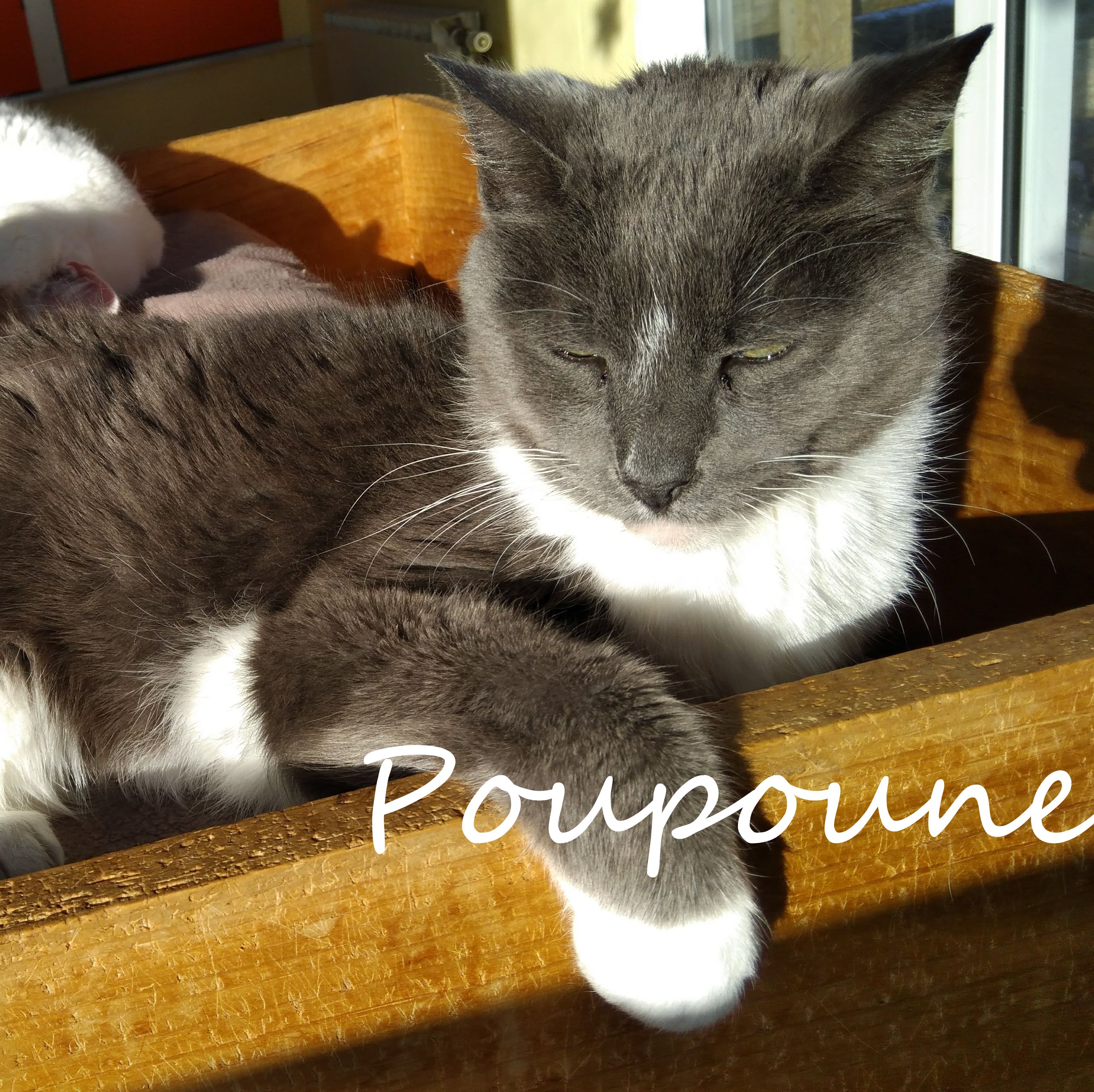 Poupoune