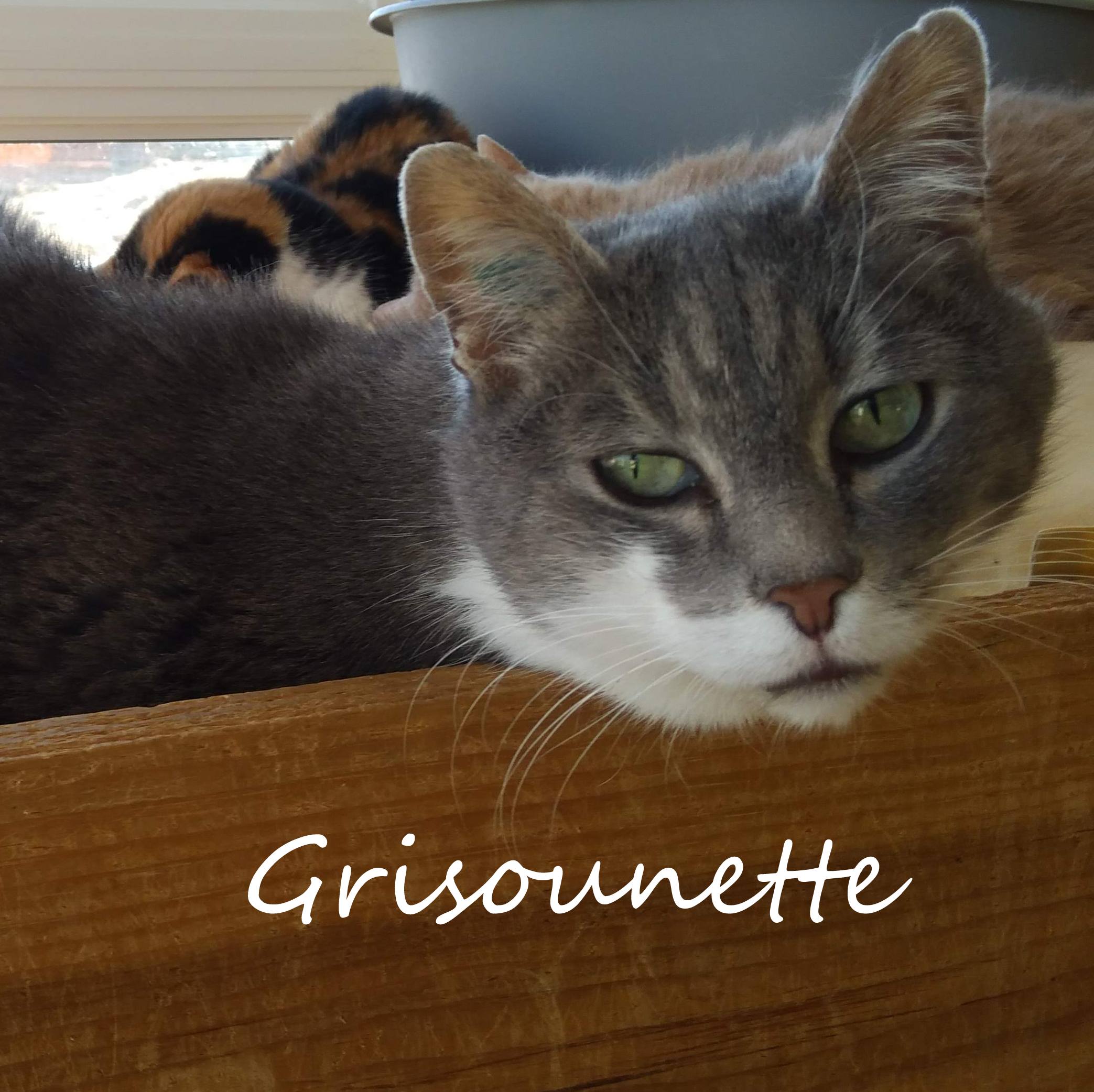 Grisounette