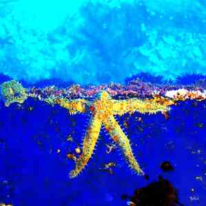 Babadart a1 etoile de mer bd
