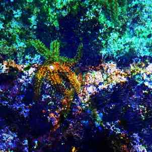 Babadart a2 etoile de mer 2 bd