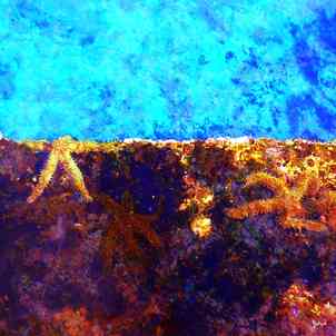 Babadart a3 etoile de mer 3 bd