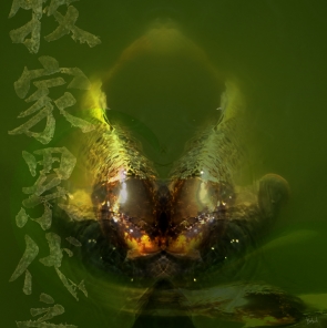 A21 carpes koi
