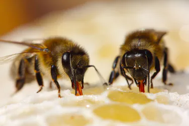 Comment le nectar de fleurs devient miel?
