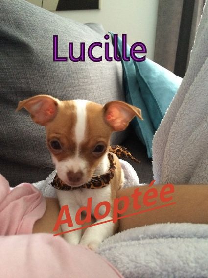 Lucille adoptee