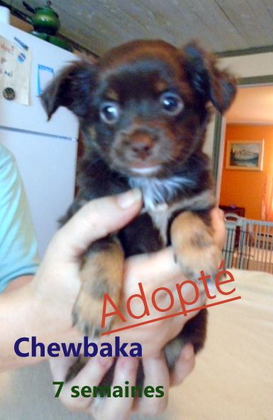 Chewbaka adopte