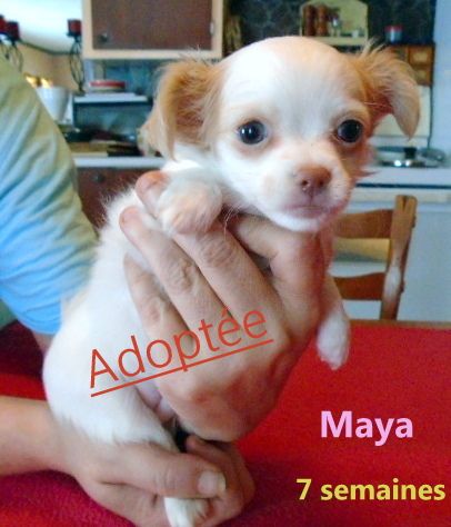 Maya adoptee