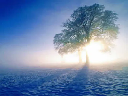 ¿Es real lo que se experimenta durante el vuelo de la mariposa?