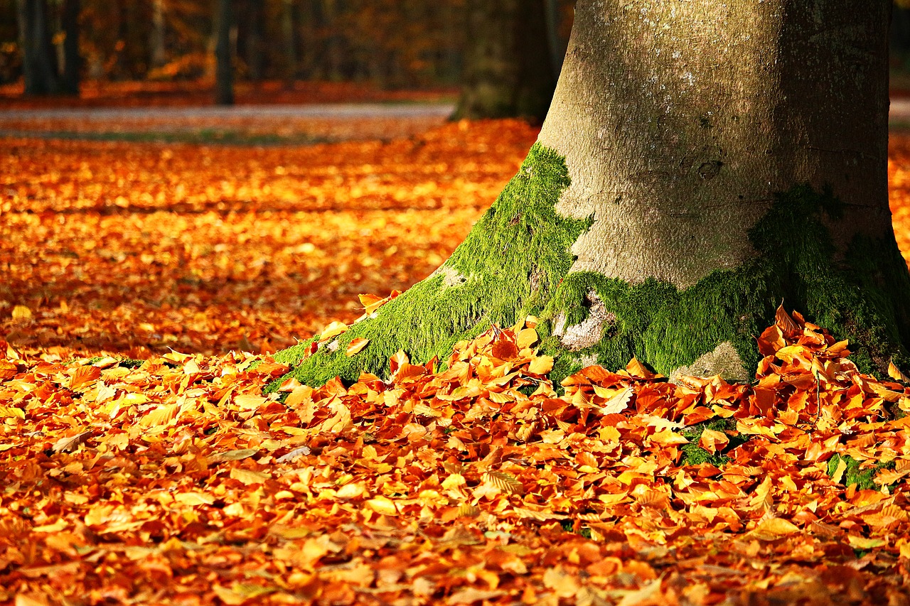 Sol automne