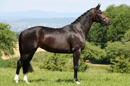 72811 309053502513105 1413581937 n