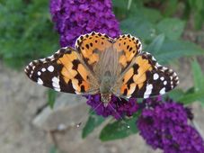 The painted lady butterfly papillon