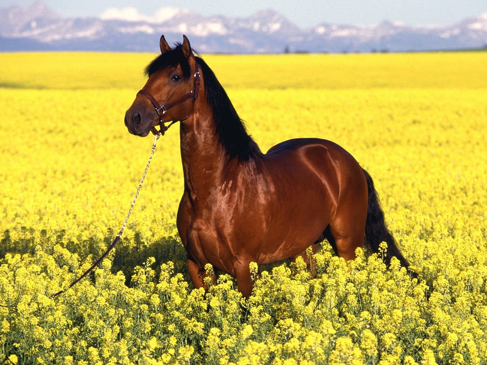 Au8t7 photo cheval2