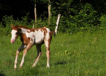 Joe Red King Paint Horse Sorrel Overo colt 2019 fondation ranch 