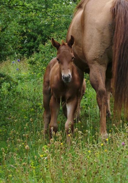 MR Jack Red Bar Quarter Horse fondation NFQHA 88% cowhorse ranch 2019