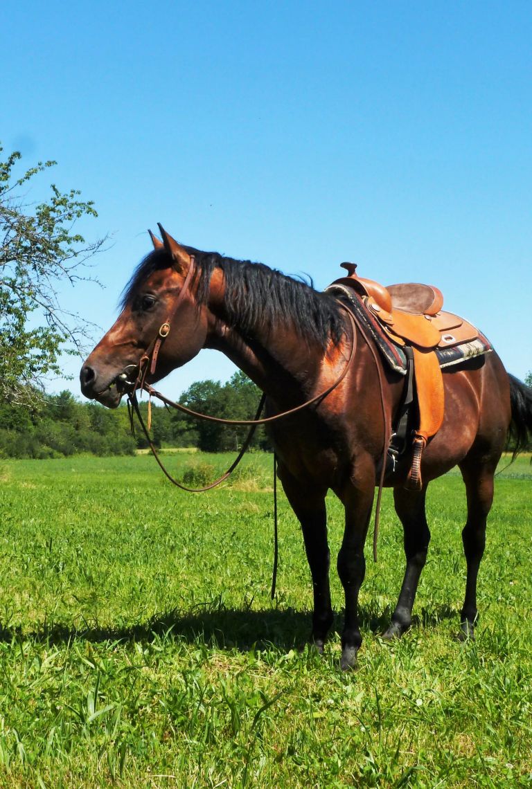 "GASPER POCOBAR" "Quarter horse" Fondation 84% NFQHA / "ranch horse" versatility horse" "western riding" "mountain trail" "extrem cowboy race" "cow horse" EXCA étalon QH 