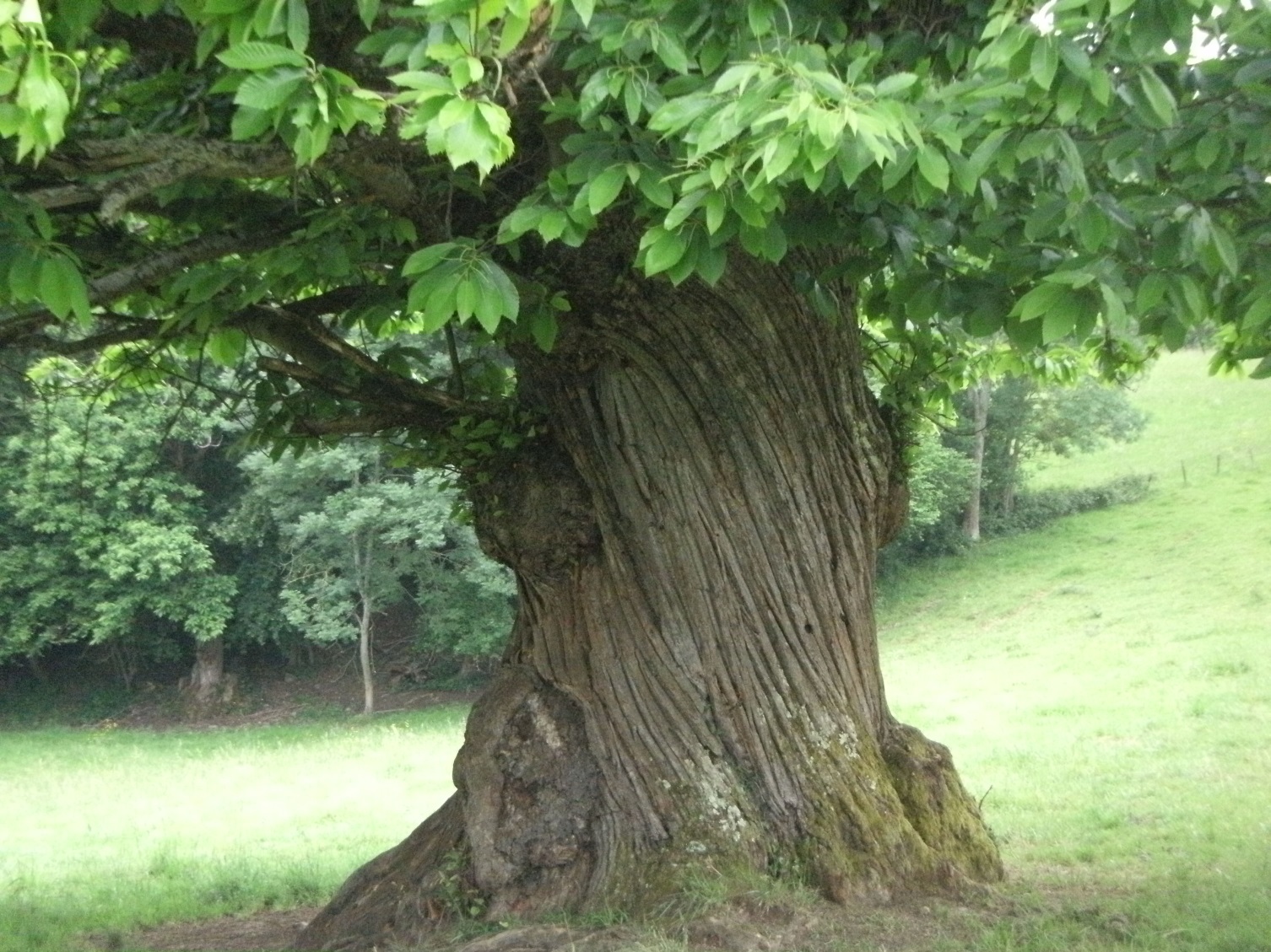 Image arbre