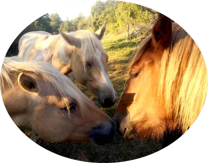 71556675 2699860243377660 9108804681882140672 o