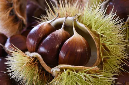 Chestnuts 4528127 340