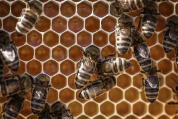 Animals apiary beekeeping 928978