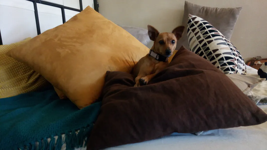Puis-je dormir avec mon chien ?