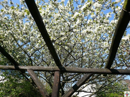 le cerisier est en fleurs au clos de Bagnolet