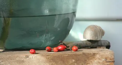 Jardin helene automne hiver 3 mainstory2