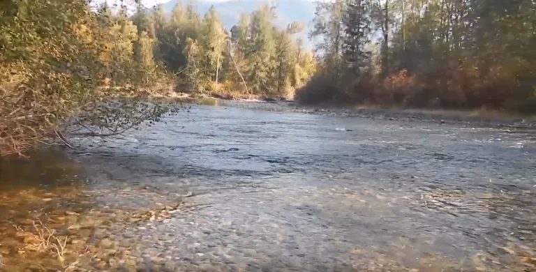 Salmon Spawning in British Columbia, Canada