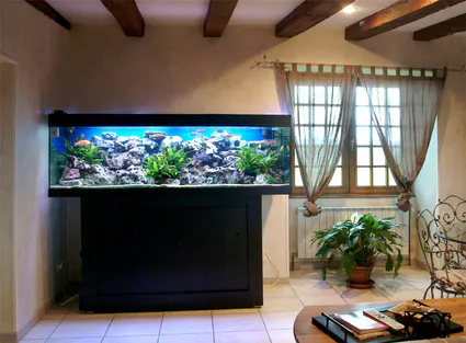 Gd aquarium africain