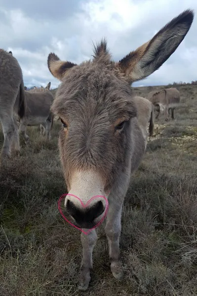 Espiguette ane miniature 004