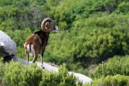 Mouflon de corse large2